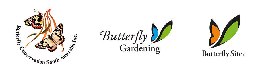 Butterfly Conservation South Australia