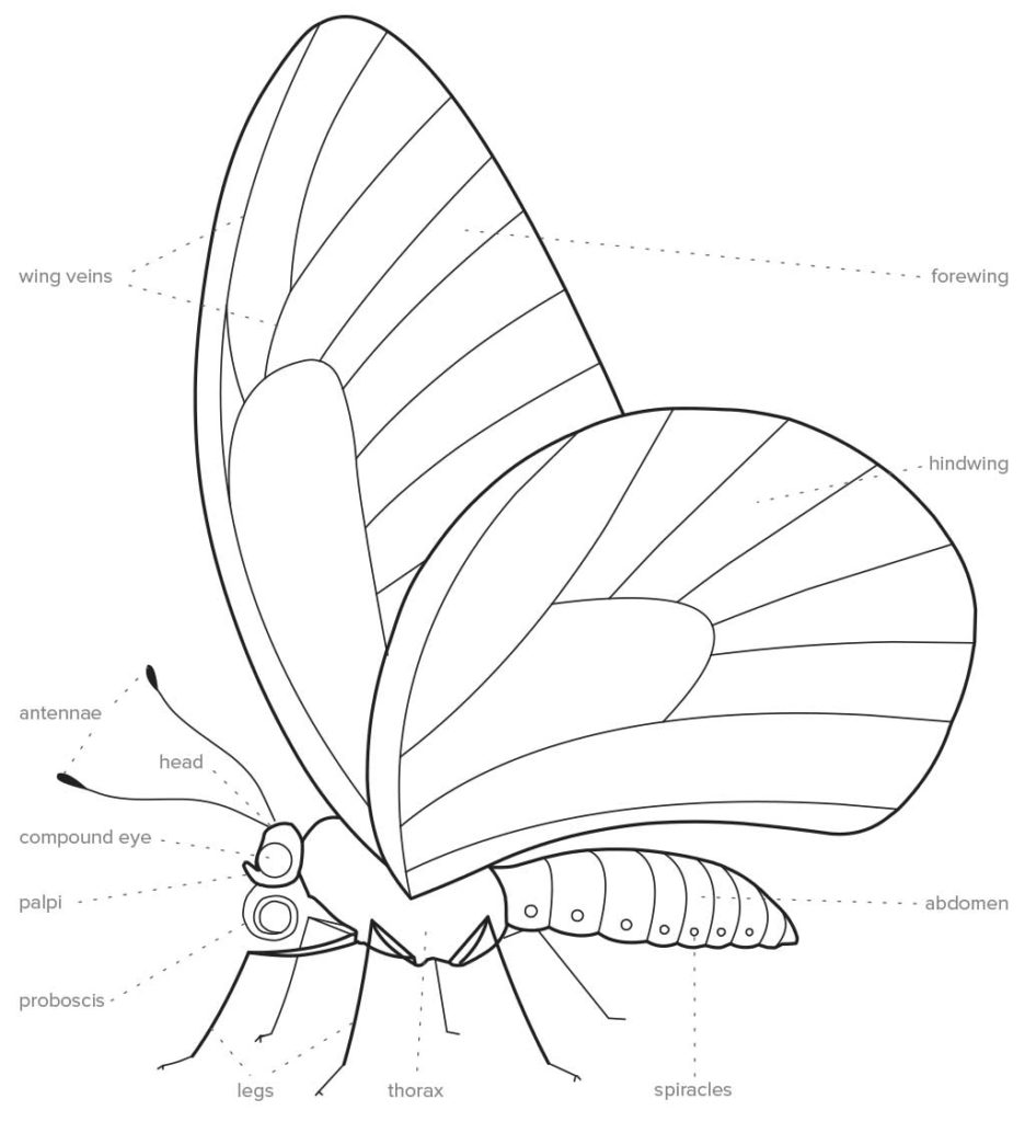Parts of a butterfly