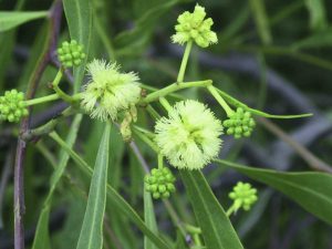 Acacia salicina