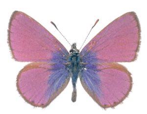 Double-spotted lineblue