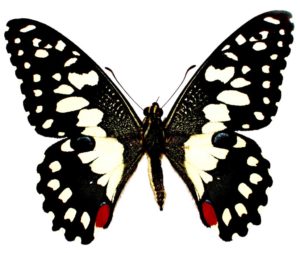 Chequered swallowtail