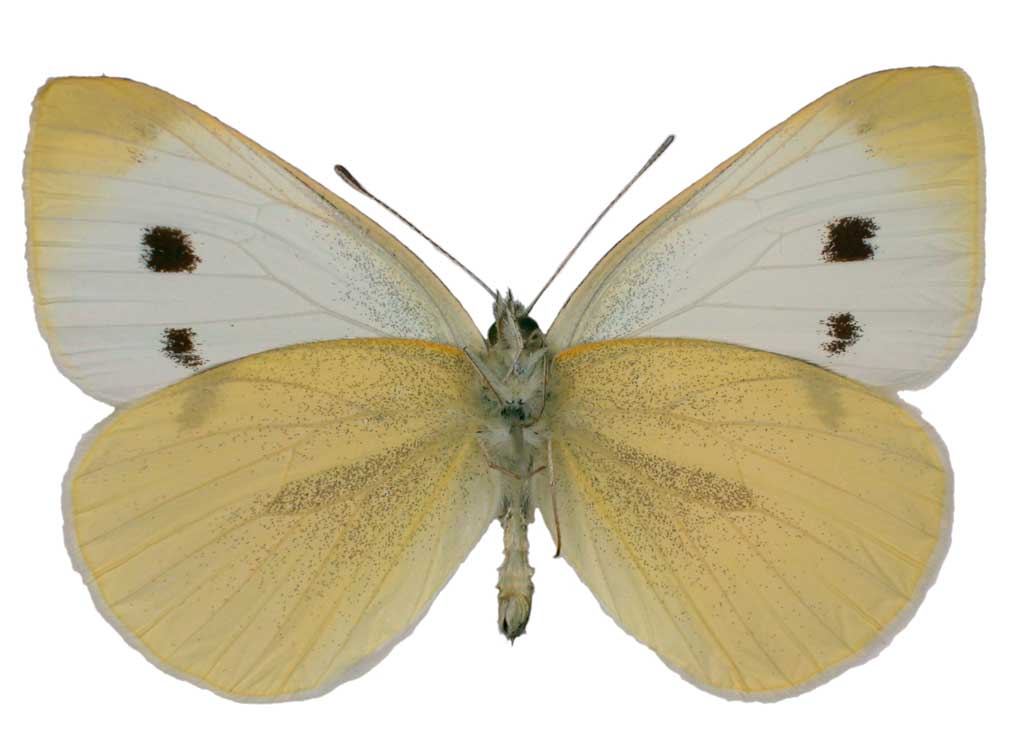 Cabbage White Butterfly - The Australian Museum