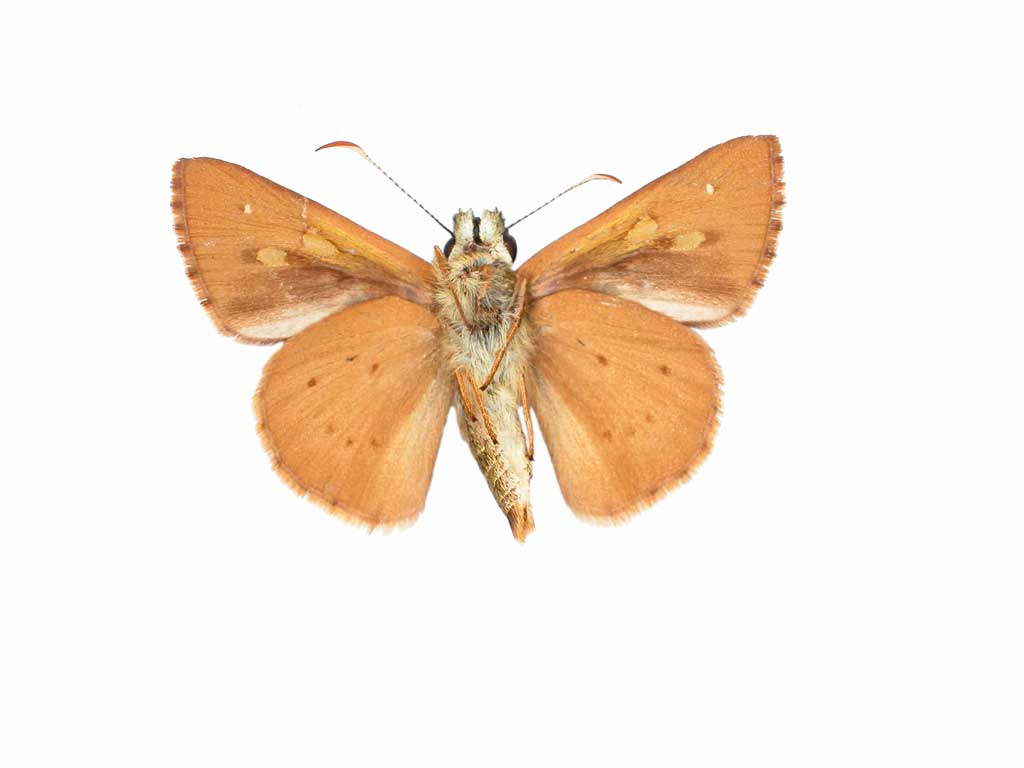 Bright Shield Skipper Butterfly Conservation Sa Inc