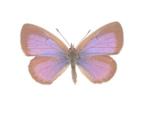 Spotted Grass-blue